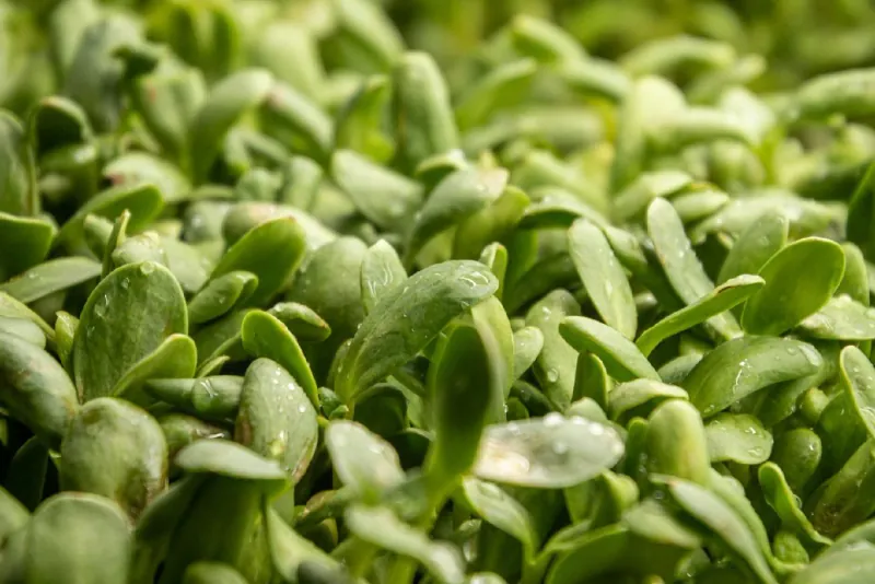 A pile of fresh green sprouts on a table