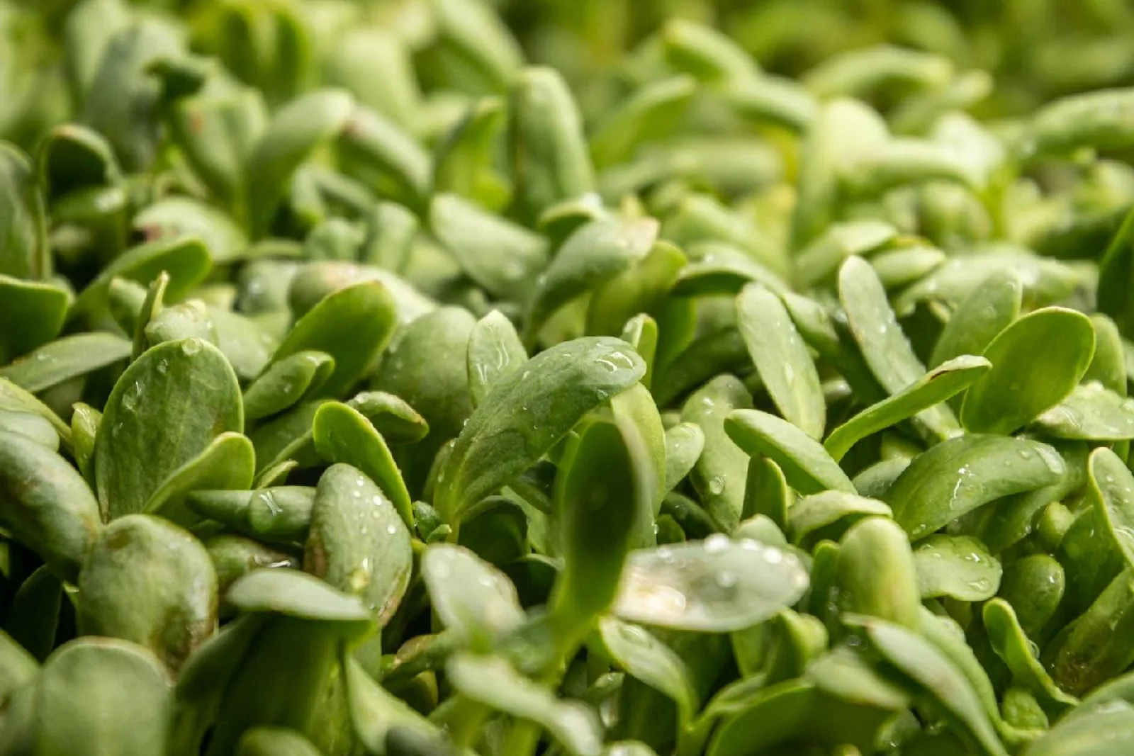 A pile of fresh green sprouts on a table