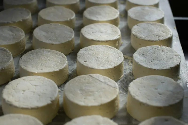 Rounds of soft white cheese on a tray