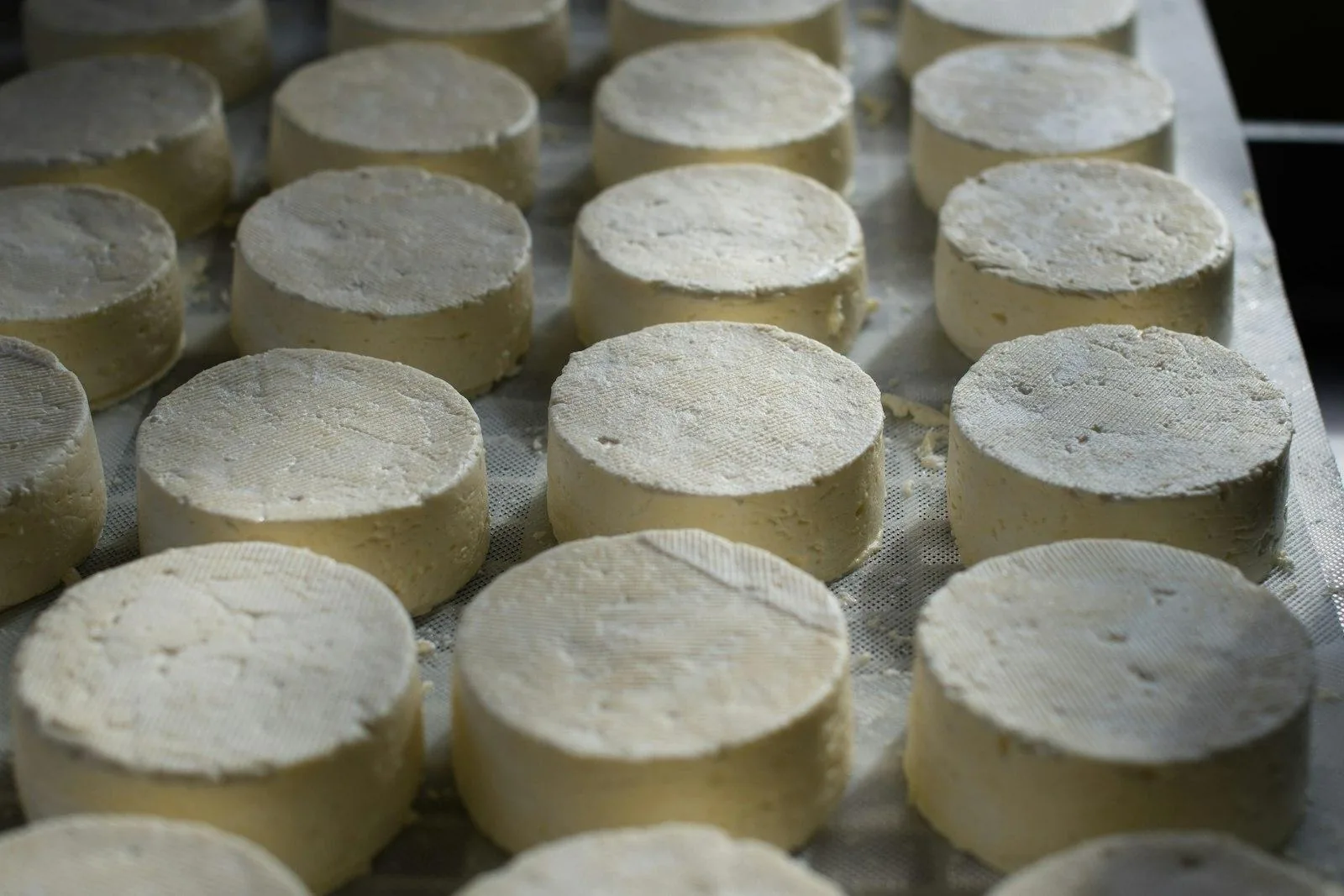 Rounds of soft white cheese on a tray
