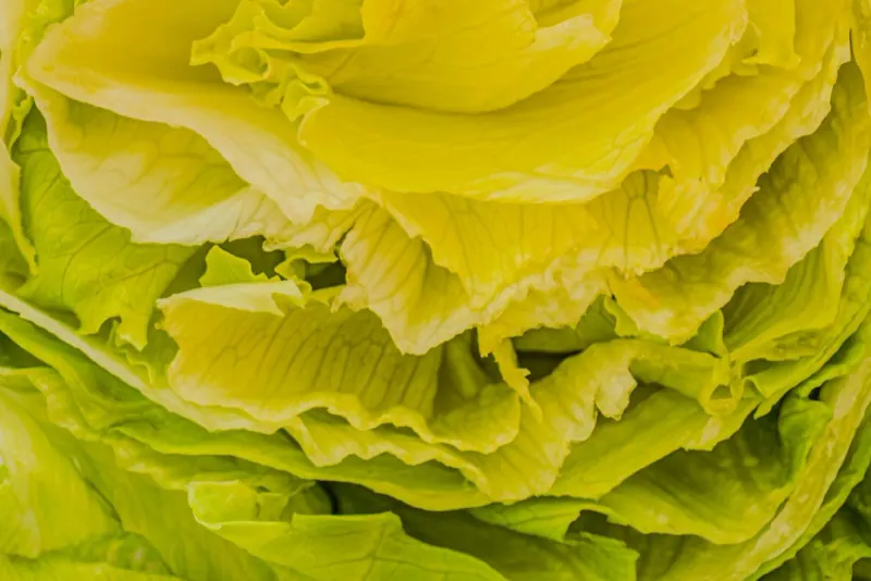 Close-up of the layered leaves of a fresh iceberg lettuce head