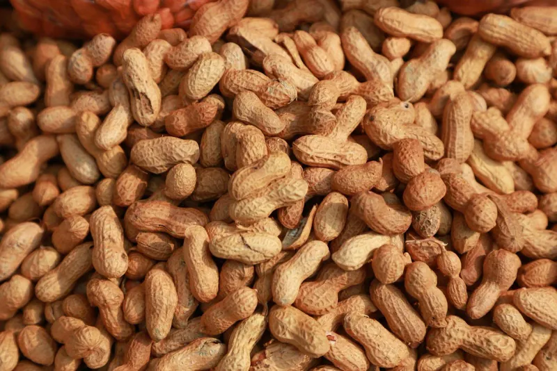 A pile of peanuts in their shells